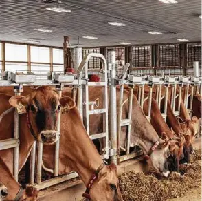  ??  ?? Cows eat as a feed robot returns to its station at Rivendale Farms. The venture offers a glimpse of the technology becoming available for smaller farms like robotic milkers and automated greenhouse­s.