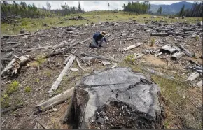  ?? BRIAN VAN DER BRUG/LOS ANGELES TIMES ?? Chad Hanson, ecologist and executive director of the John Muir Project of the Earth Island Institute, examines year-old saplings planted last year after a Rim Fire snag forest was logged and “restored” in the Stanislaus National Forest on May 30.