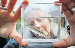  ?? BILL KEAY/PNG ?? Researcher Alexandra Morton checks a young salmon just netted in Fife Sound for sea lice.