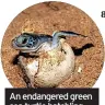  ?? ?? An endangered green sea turtle hatchling emerges from its egg