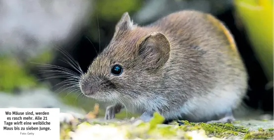  ?? Foto: Getty ?? Wo Mäuse sind, werden es rasch mehr. Alle 21 Tage wirft eine weibliche Maus bis zu sieben Junge.