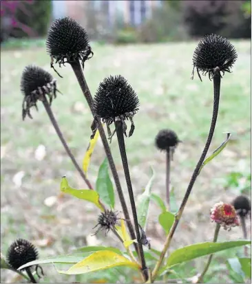 ?? PHOTOS By CHRiSTiNE ARPE GANG ?? Coneflower seed heads are not pretty to look at but birds find them appetizing so leave a few in place for the winter.