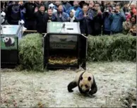  ?? HE HAIYANG / FOR CHINA DAILY ?? Ying Xue, a female panda, is released into the wild at the Liziping Nature Reserve on Thursday. A male named Ba Xi also was released.