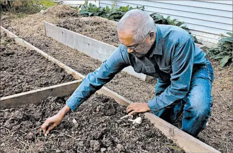  ?? ADRIAN HIGGINS/WASHINGTON POST PHOTOS ?? Tony Sarmiento demonstrat­es garlic clove spacing in his garden in Silver Spring, Md. He advises placing them 6 inches apart.