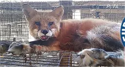  ??  ?? HEARTBREAK­ING Fur farm fox locked in cage so small it cannot stand up