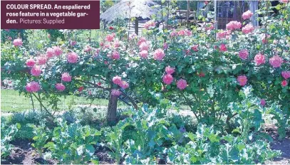  ?? Pictures: Supplied ?? COLOUR SPREAD. An espaliered rose feature in a vegetable garden.