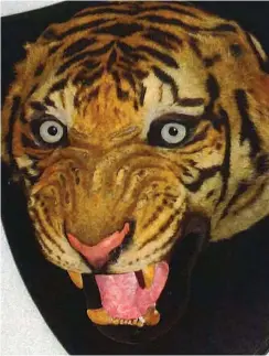  ??  ?? Endangered species: Tiger’s head came from a 1930s rug