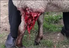  ??  ?? One of Eamonn Furlong’s sheep which was injured in an attack.