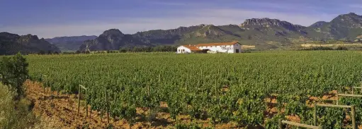  ??  ?? LE VIGNOBLE MUGA. Situées dans la Rioja alta, au pied des Montes Obarenses, ces vignes
donnent des vins d’une grande typicité.