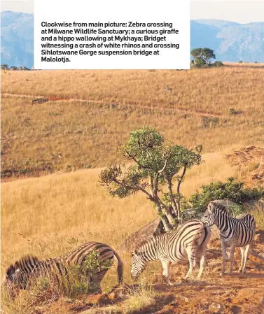  ??  ?? Clockwise from main picture: Zebra crossing at Milwane Wildlife Sanctuary; a curious giraffe and a hippo wallowing at Mykhaya; Bridget witnessing a crash of white rhinos and crossing Sihlotswan­e Gorge suspension bridge at Malolotja.