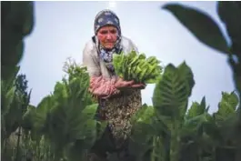  ??  ?? An old lady picks tobacco leaves in a field near Sofia.