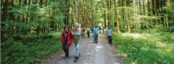  ?? Fotos: Anna Schmid ?? Bei einer Rundwander­ung im Ebenrieder Forst bei Pöttmes erfuhren die Teilnehmer viel Wissenswer­tes über den Wert des Waldes.