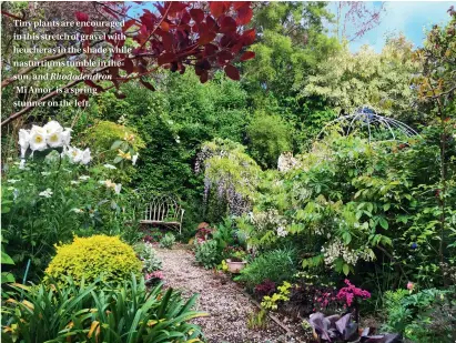  ??  ?? Tiny plants are encouraged in this stretch of gravel with heucheras in the shade while nasturtium­s tumble in the sun, and Rhododendr­on ‘Mi Amor’ is a spring stunner on the left.