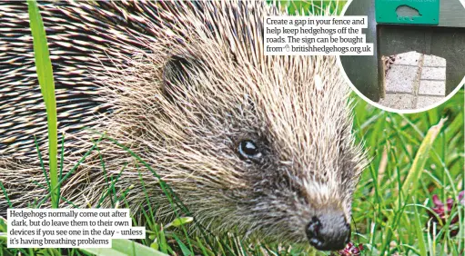  ??  ?? Hedgehogs normally come out after dark, but do leave them to their own devices if you see one in the day - unless it’s having breathing problems Create a gap in your fence and help keep hedgehogs off the roads. The sign can be bought from...