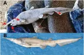  ?? THE NEW YORK TIMES ?? Handout images show a comparison of the goblin shark specimen found by a citizen scientist on the island of Anafi in Greece (top) and a juvenile female found in waters off Japan. Scientists have retracted a paper that showed a rare goblin shark washed up on a Greek beach after other researcher­s voiced doubts about it.