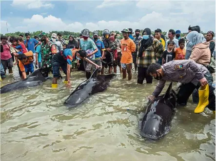  ?? — AFP ?? Rescue attempt: People trying to save some of the whales beached in Bangkalan, Madura island.