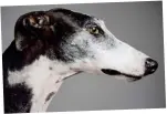  ??  ?? Paw vision: Greyhounds make eye contact less often than pugs