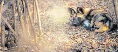  ?? Picture: SIMON WATSON ?? CUTE & ENDANGERED: There are fewer than 550 wild dogs in the wild in SA.
