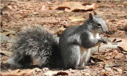  ?? ?? Western gray squirrel. Only three isolated pockets of the species survive. Photograph: Western gray squirrel/The Guardian