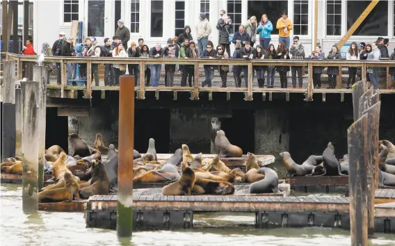  ?? Photos by Scott Strazzante / The Chronicle ?? Visitors on Pier 39 in San Francisco watch a group of sea lions. The animals took up residence on the docks after the Loma Prieta earthquake in 1989.