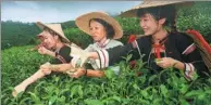  ?? ZHAO YINGQUAN / XINHUA ?? Women pick tea in August at a tea farm on Wuzhi Mountain, Hainan province.