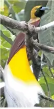  ?? AFP-Yonhap ?? This photo taken on Aug. 25 shows a bird-of-paradise, known locally as a cendrawasi­h bird, in Sorong’s Malagufuk village.