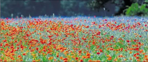  ?? DPA-BILD: PLEUL ?? Rote Klatschmoh­n- und blaue Kornblumen leuchten in einem Weizenfeld bei Biegen in Brandenbur­g.