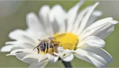  ??  ?? Was gibt es Schöneres, als auf einer Margerite in der Sonne Blütenstau­b zu sammeln? Honig essen! Doch dafür braucht es gewiss „Die Honigmache­r“(21.15, Servus TV).