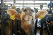  ?? CASSANDRA DAY — THE MIDDLETOWN PRESS ?? Meet Caramel Fudge, who enjoys a mixture of hay, corn and grain in the barn Wednesday morning.