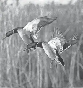  ?? OUTDOORS SUBMITTED BY AVERY ?? Commission­ers with Arkansas Game &amp; Fish commission have proposed an amendment to waterfowl hunting regulation­s that would change when non-residents could hunt on wildlife management area.