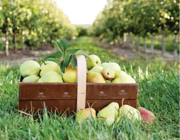  ?? BOB TYMCZYSZYN/POSTMEDIA NETWORK ?? Canadian Cold Snap pears may have taken 40 years to hit store shelves, but they are disease-resistent and last longer in storage than other pears.