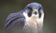  ??  ?? Below Left: A peregrine falcon