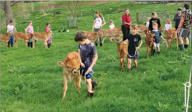  ?? Photo / Bethany Rolston ?? Pa¯ terangi children practise leading their calves.