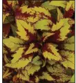  ??  ?? Coleus FlameThrow­er Spiced Curry