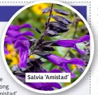  ?? ?? Salvia ‘Amistad’