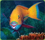  ??  ?? Swim with vibrant parrotfish when you embark on a snorkeling excursion to Christmas Cove