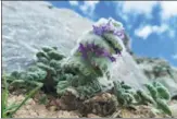  ?? TSELYI / FOR CHINA DAILY ?? A blooming alpine flower.