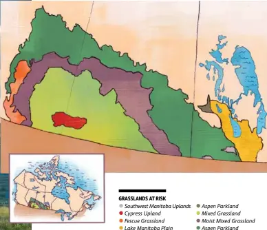  ??  ?? GRASSLANDS AT RISK RISK • Southwest Manitoba Uplands
• Cypress Upland
• Fescue Grassland
• Lake Manitoba Plain • Aspen Parkland
• Mixed Grassland
• Moist Mixed Grassland
• Aspen Parkland