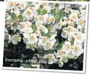  ??  ?? Eucryphia - a fresh idea