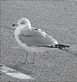  ?? [JOHN SWITZER/ DISPATCH] ?? Ring-billed gull