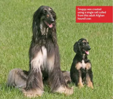  ??  ?? Snuppy was created using a single cell culled from this adult Afghan hound’s ear.