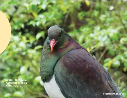  ??  ?? KERERU FEED ON A RANGE OF BERRIES AND SHOOTS.