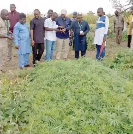  ??  ?? Scientists and some farmers inspect the orphan legumes