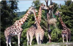  ?? PTI ?? Visitors observe giraffes at West Midlands Safari Park as Britain is braced for a June heatwave in Bewley, England, Tuesday