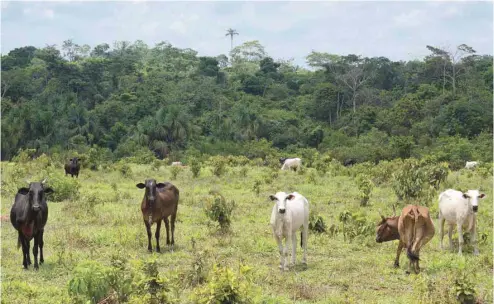  ?? ISTOCK ?? Des pans entiers de la forêt sont détruits au profit de l’élevage extensif de bovins, notamment.