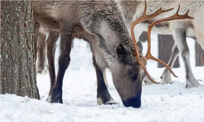  ??  ?? Herding reindeer in Parki hydroelect­ric reservoir, Jokkmokk, Sweden. Photograph: IBL/REX/Shuttersto­ck
