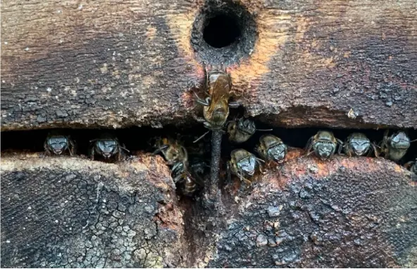  ?? UNA ?? Abejas nativas sin aguijón de la especie conocida como jicote barcino. Según investigac­iones de la UNA, en el país hay 59 especies.