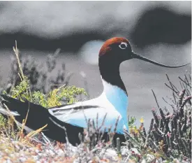  ?? ?? A red-necked avocet on her nest at the Moolap saltworks. Picture: Trevor Pescott