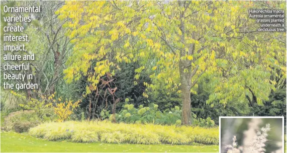  ??  ?? Hakonechlo­a macra Aureola ornamental grasses planted underneath a deciduous tree