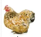  ??  ?? The Cochin is a popular Heritage chicken, especially if you live in a colder climate.